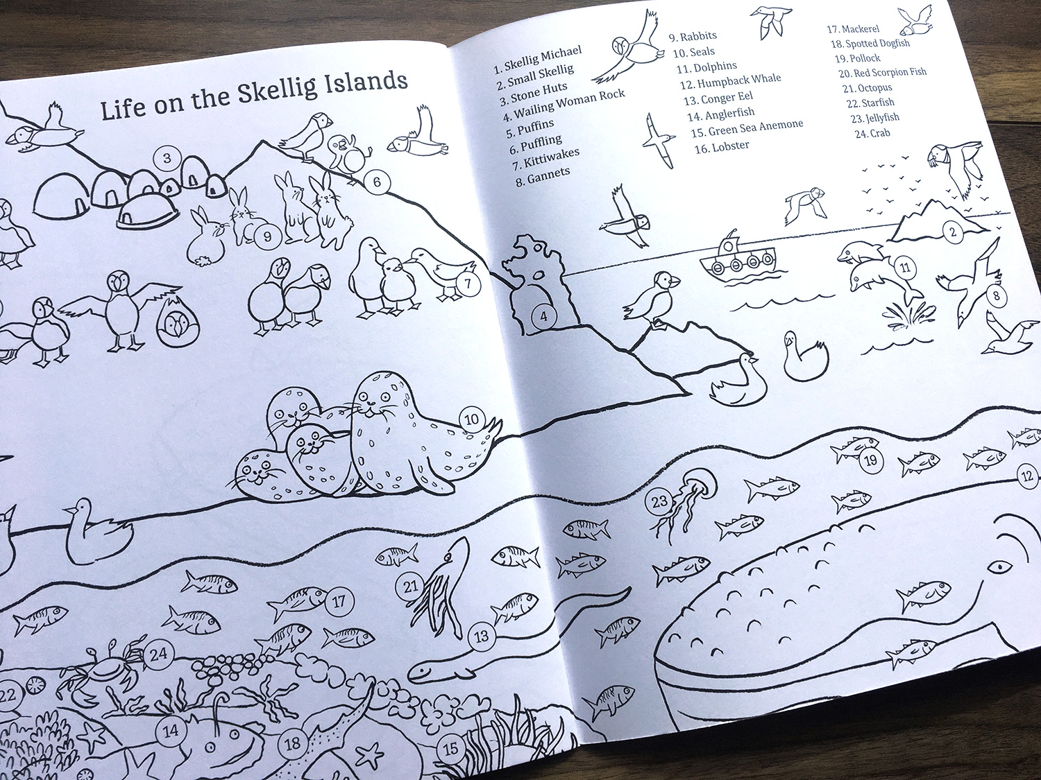 Where Are You Puffling? Life on the Skellig islands list