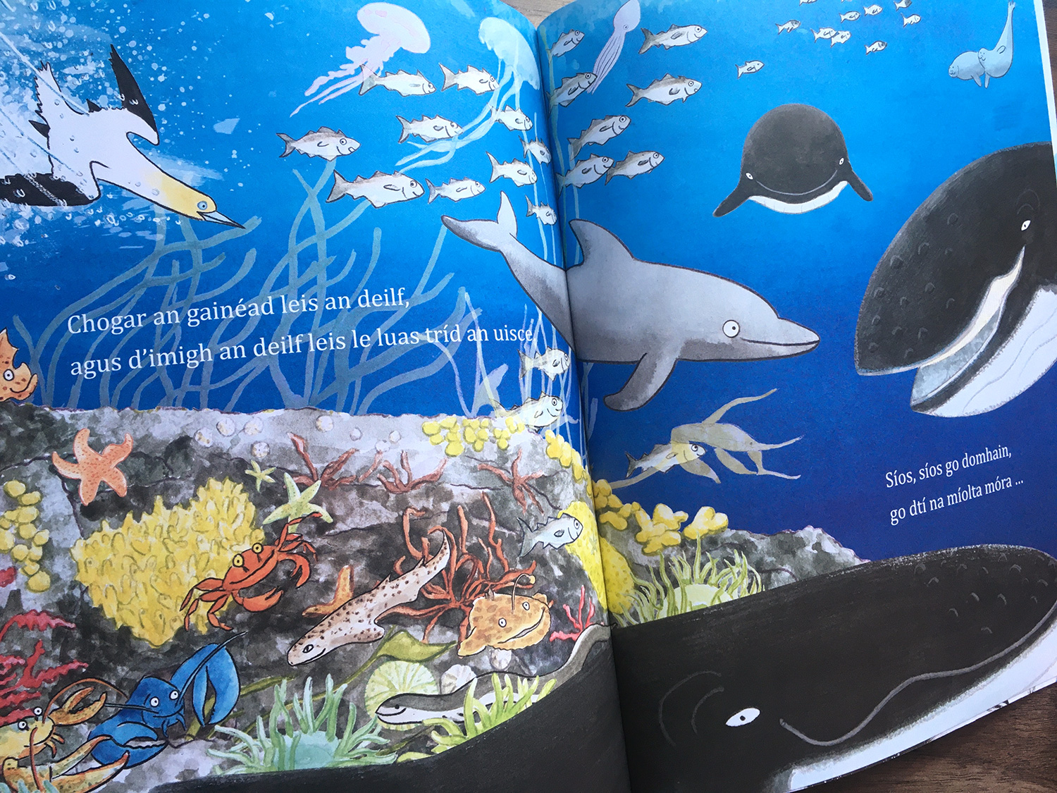Cá Bhfuil Puifín Beag? underwater scene with a gannet, dolphin, whales and more sea life