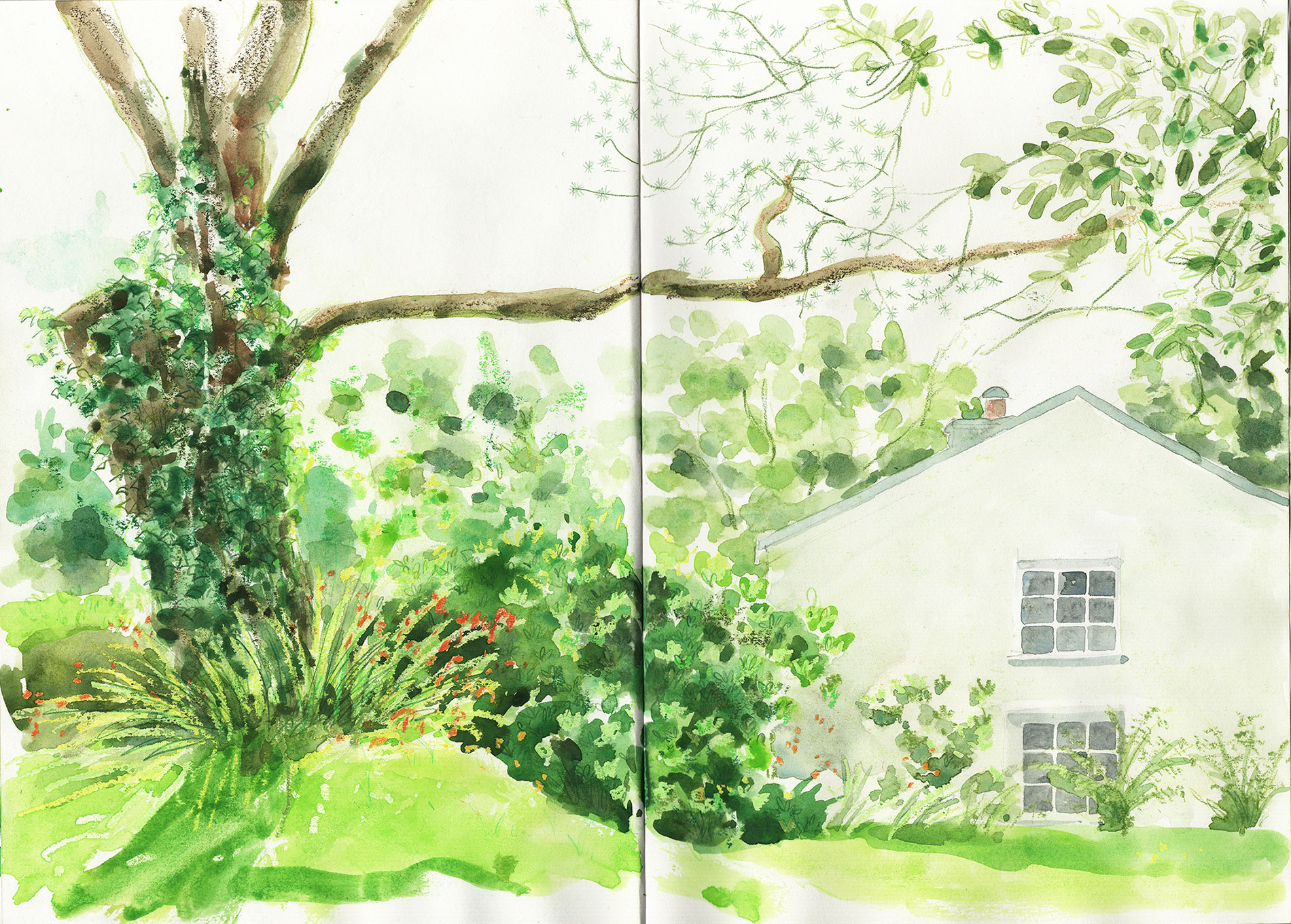 sketch with gouache and oil pastel scots pine tree and montbretia in west cork