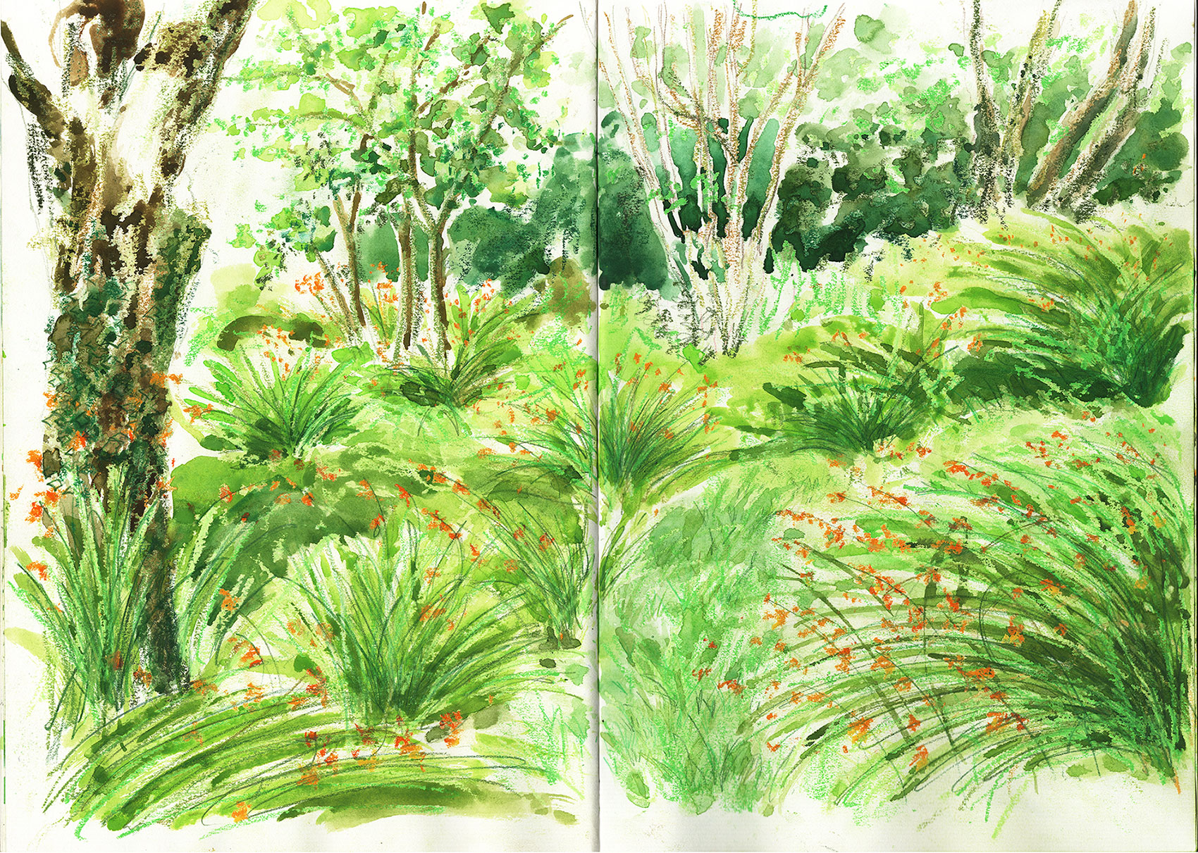 sketch with gouache and oil pastel montbretia in west cork