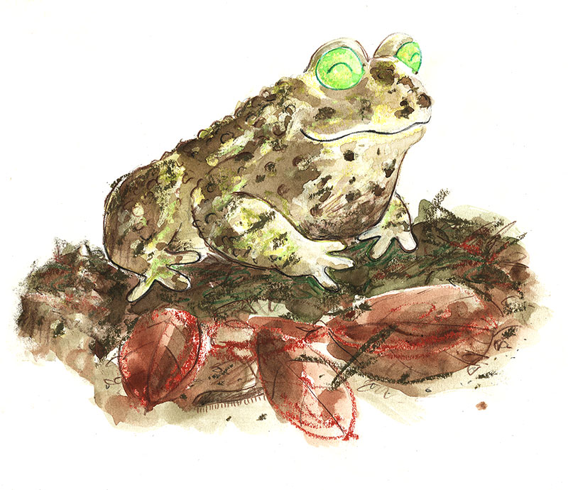 a smiling toad sitting with eyes closed
