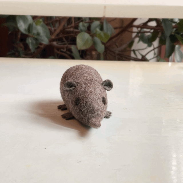 Pygmy shrew spins around animation